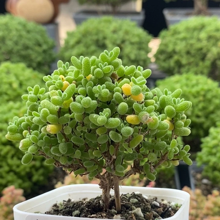 蜜橘糖球8086枝干番杏