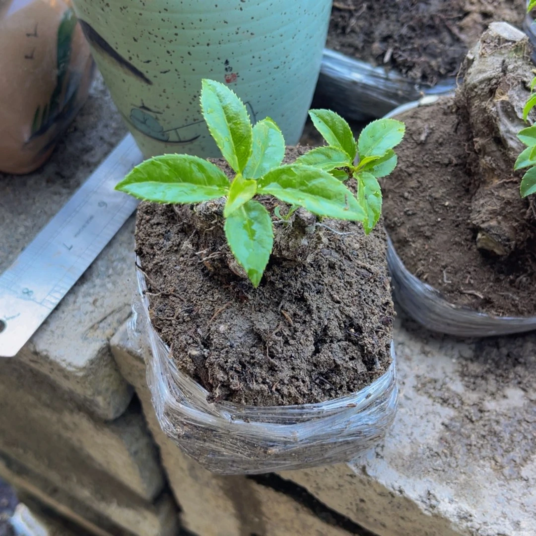 当前无花栽培后可以开花