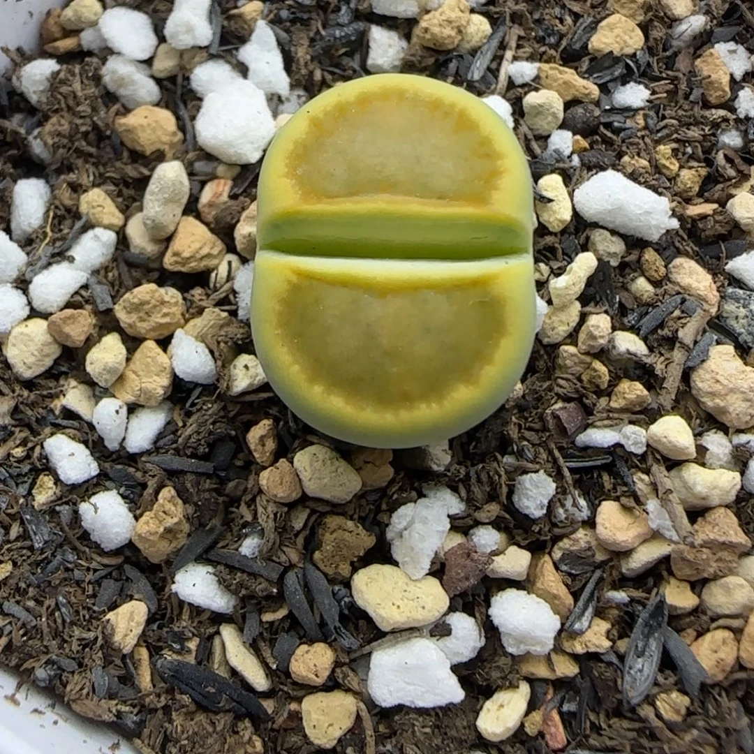 471 生石花大棚直播