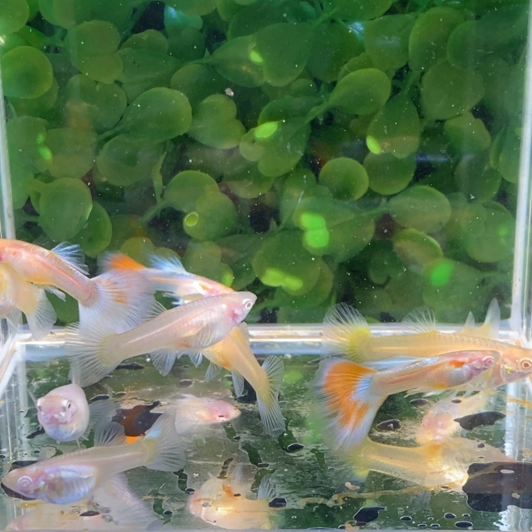 孔雀鱼十条蓝白孔雀鱼