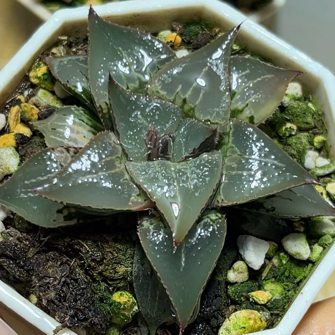 恭喜发财大吉大利729