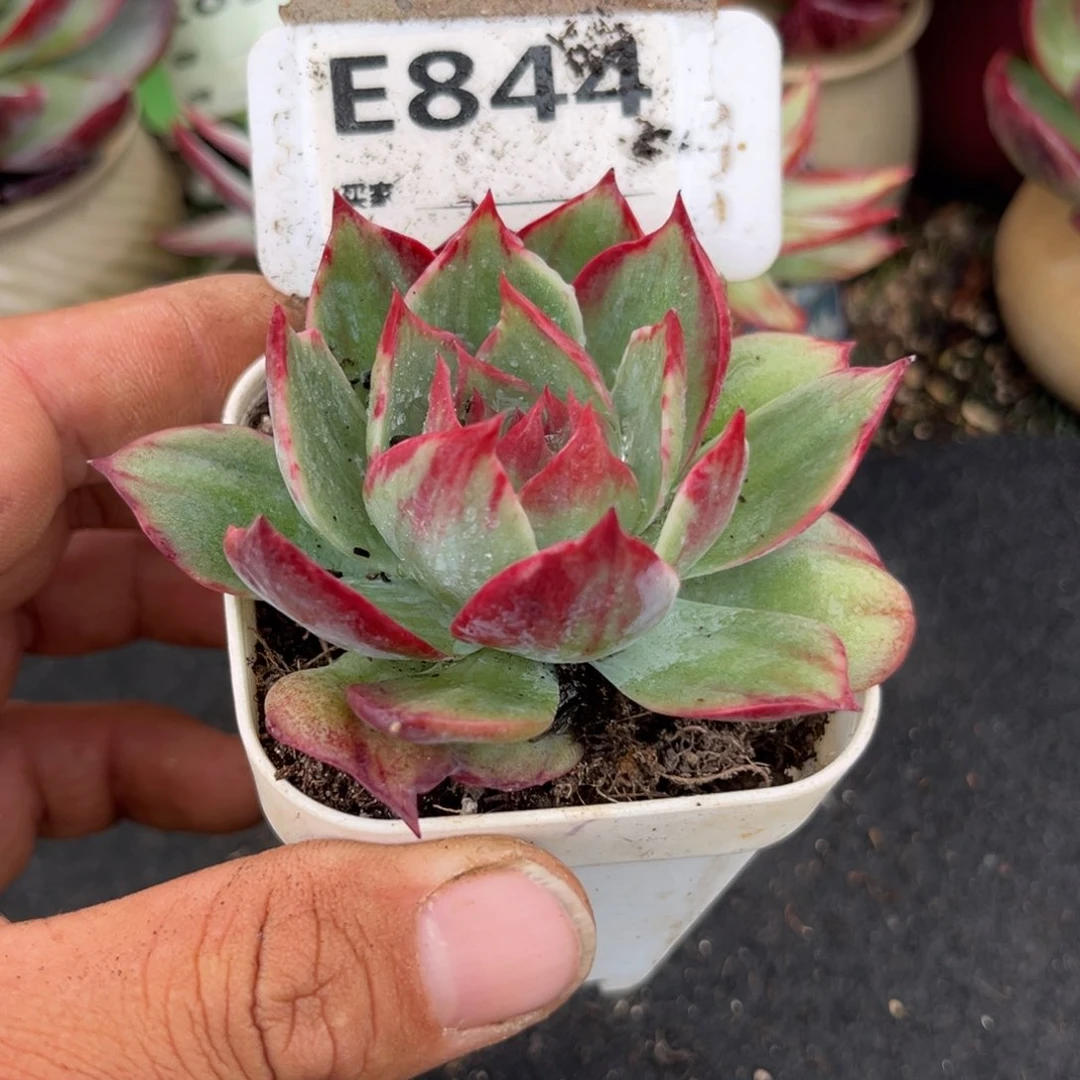 惊鸿一瞥多肉植物844