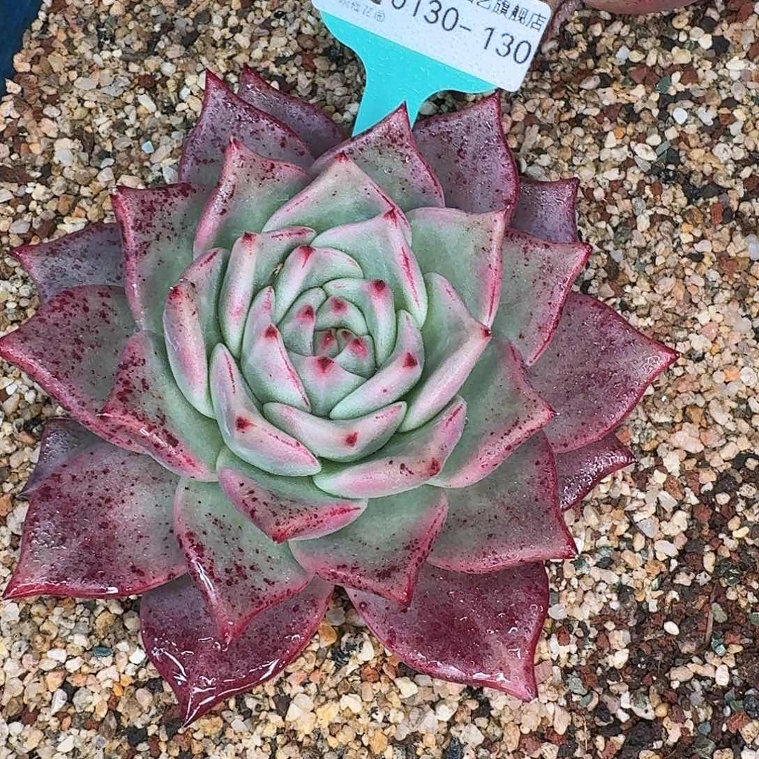 从前慢花园多肉0130-130