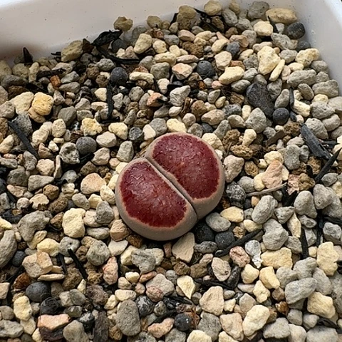 3427，菊红窗菊花纹大窗净窗