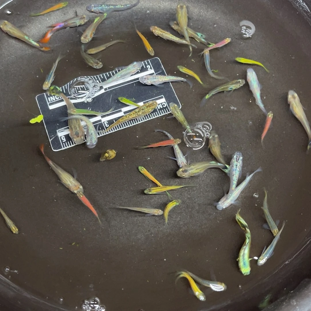 蓝鲨15号哈哈哈哈哈哈