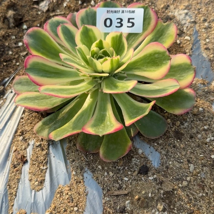 035海棠。多肉植物