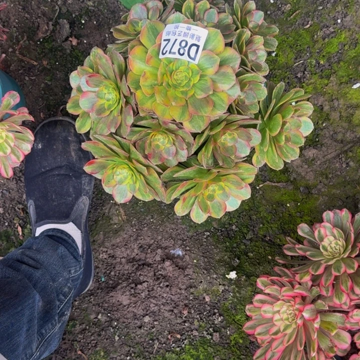 火狐花25-20包邮花花