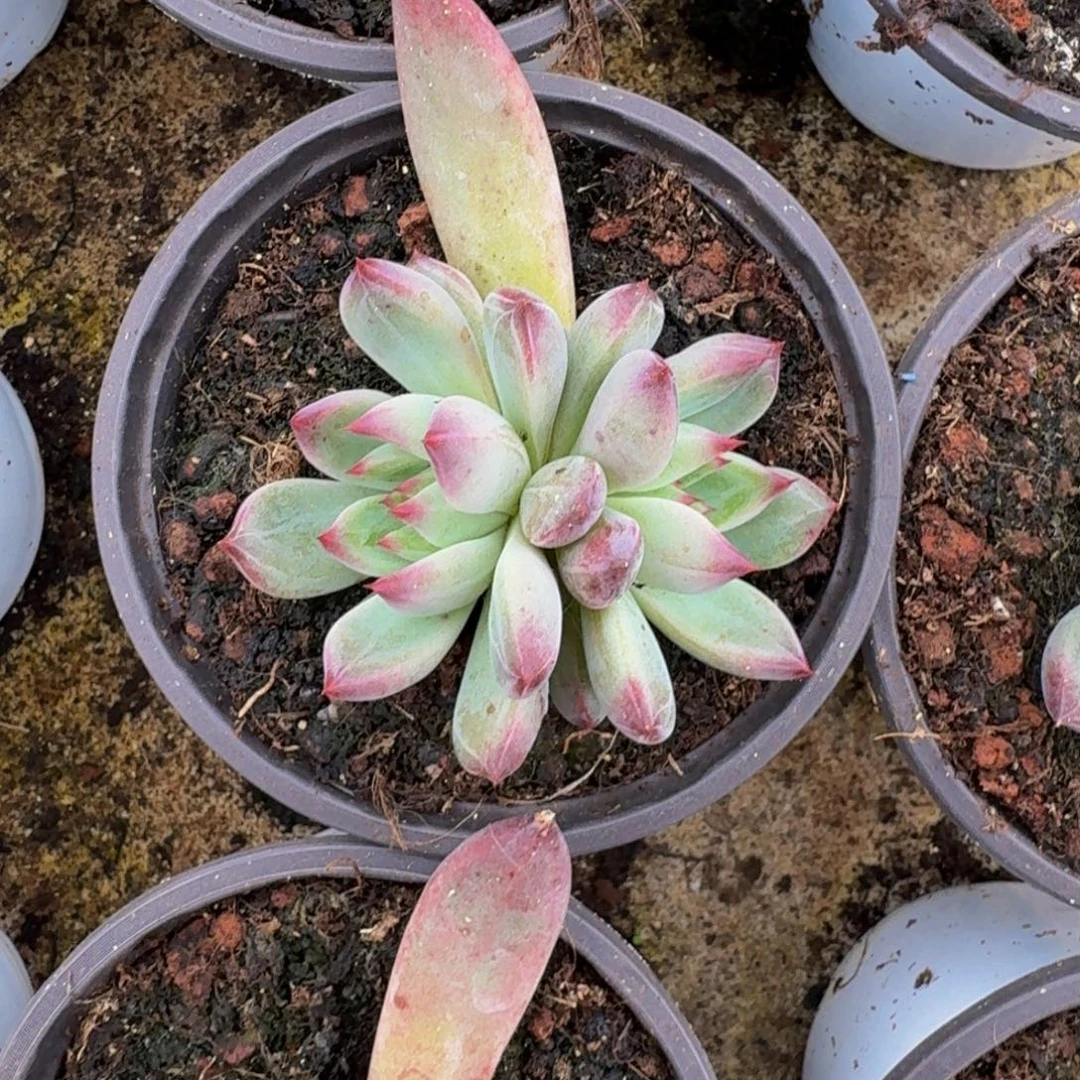 紫镜 叶插  一物一拍