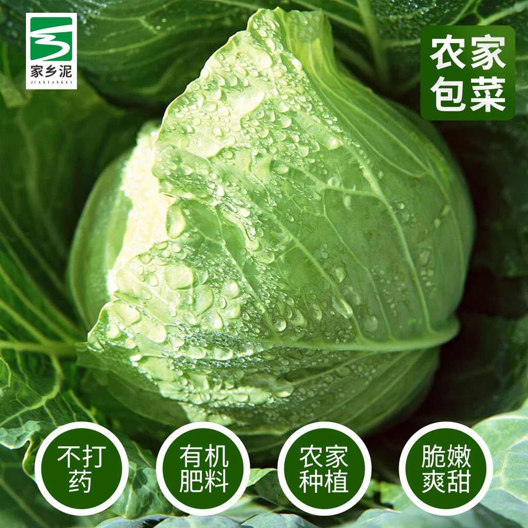 水果包菜湖南农家露天种植蔬菜应季新鲜莲叶白包心菜手撕甘蓝白菜