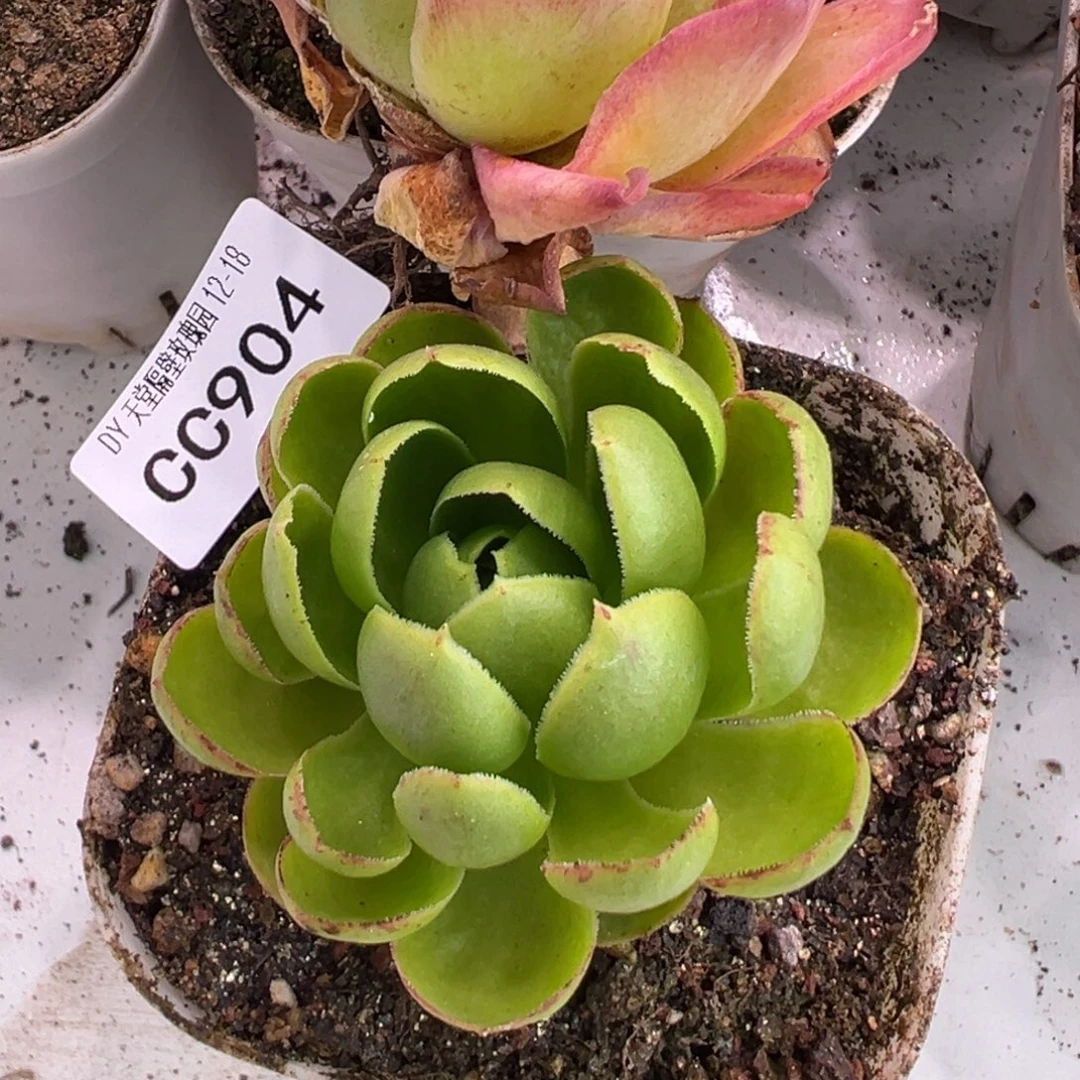 月***0陈陈904花吹雪、伤白龙