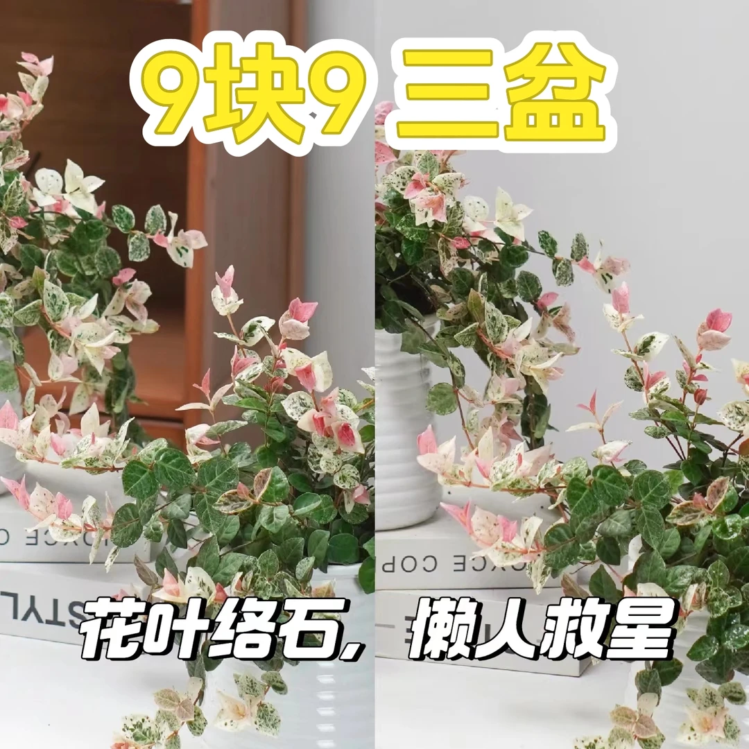 花叶络石垂钓爬藤小盆栽