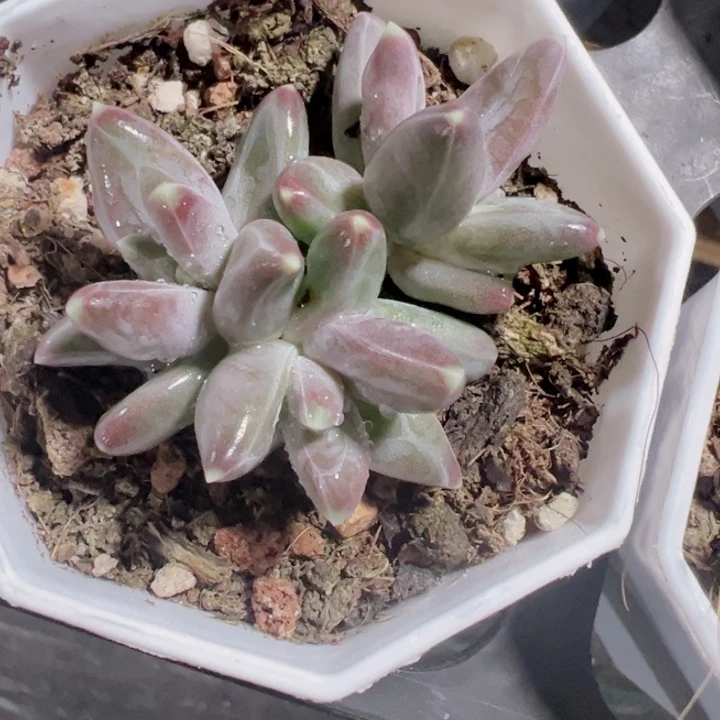 迷雾泡泡精品多肉植物