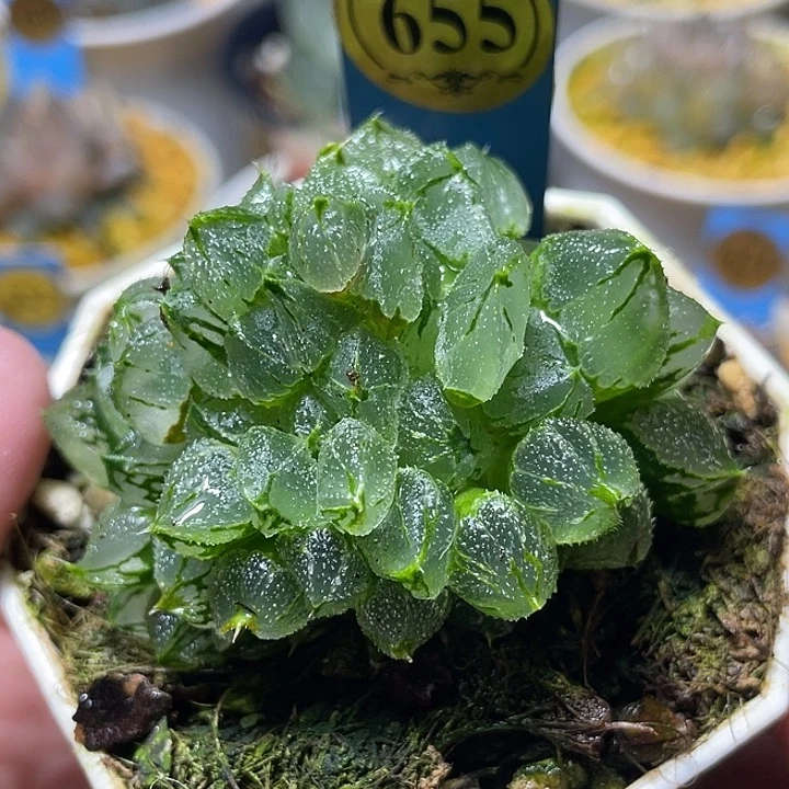 655坠化冰墩墩特选福利