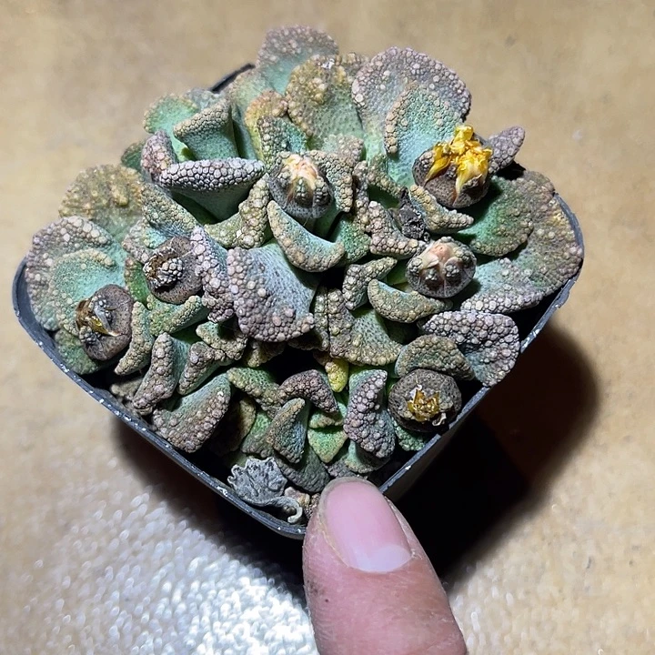 满38包邮2天凑单，脱土晾根发货多肉植物