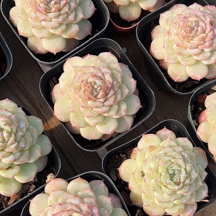 晴初          福利多多