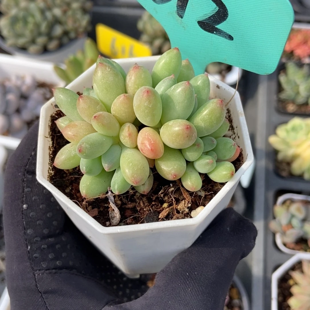 512萤火虫多肉植物保护