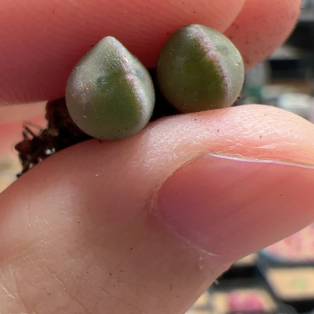 【闪购商品】116 小鼻噶 日系空蝉