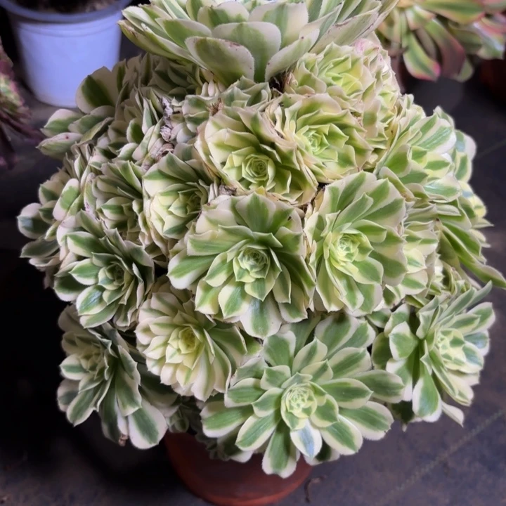 瑞妈，，，，。。332迈，