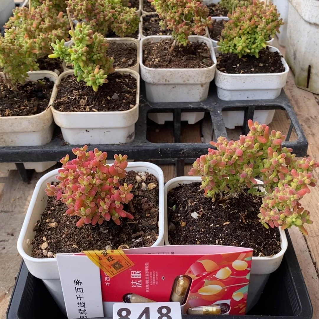 枝干番杏多肉植物848