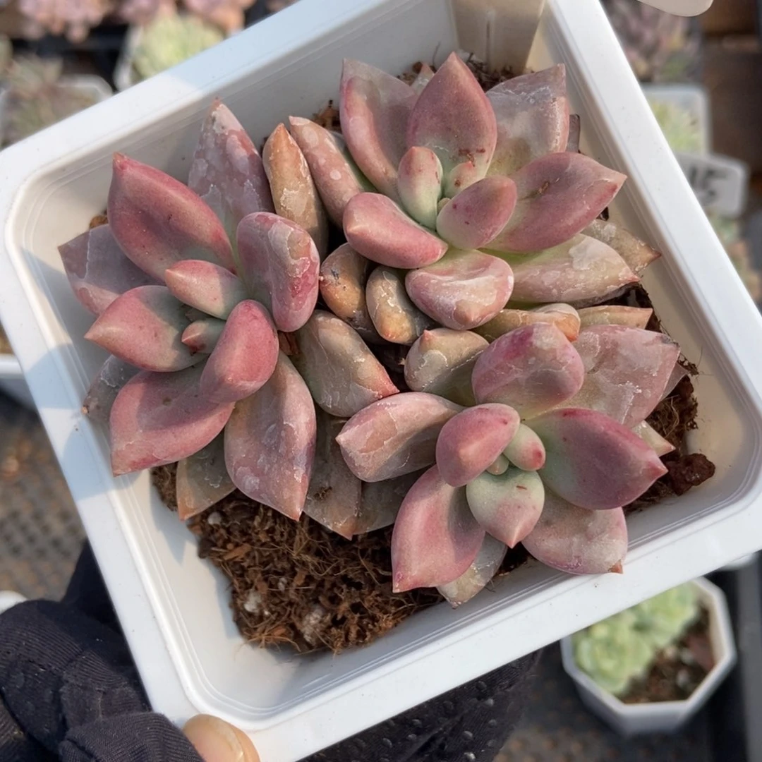 1057桃花源多肉植物保护