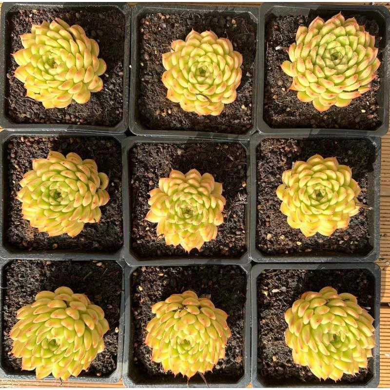 15#金光多肉植物      前男友精品多肉 SM0041