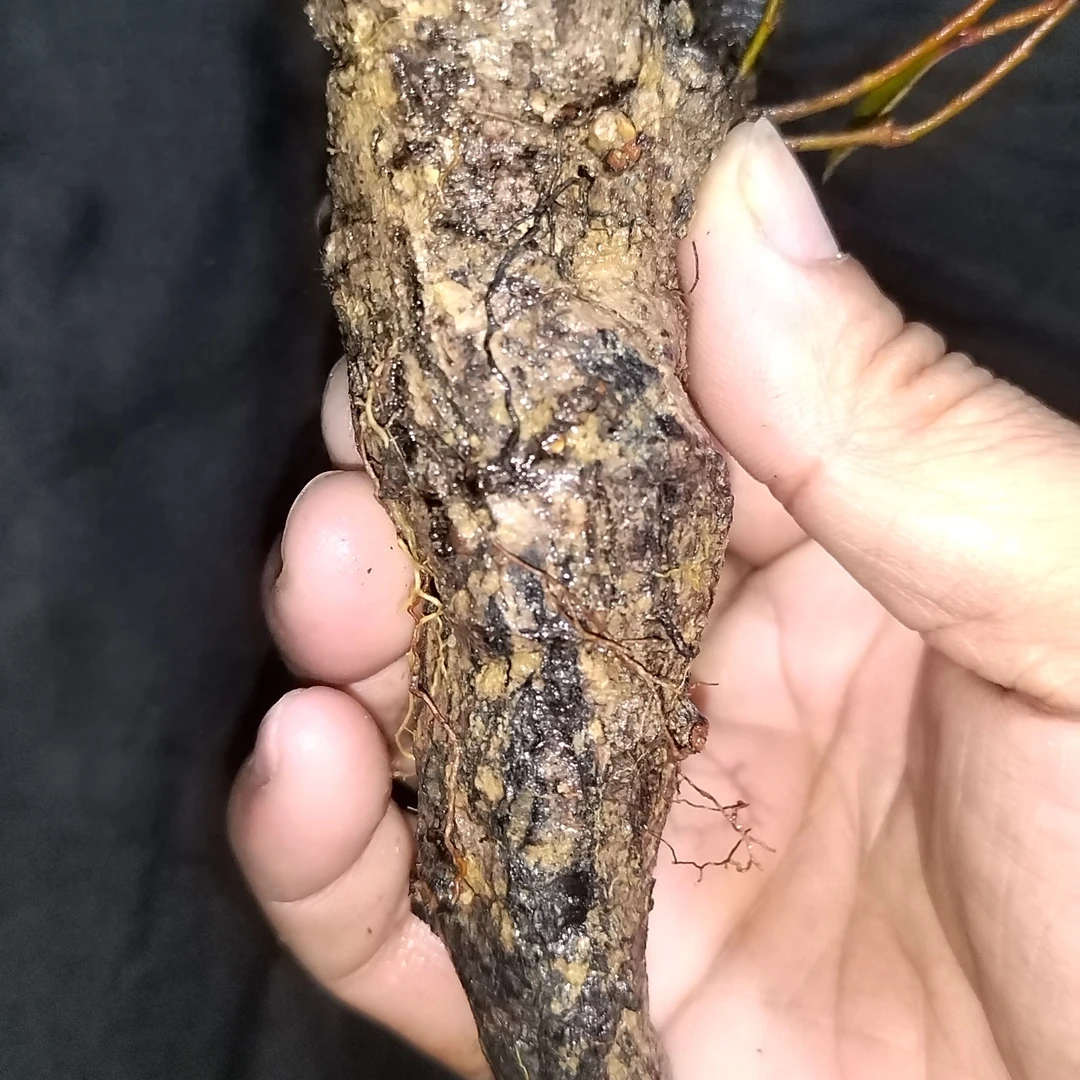 海岛春花根瓜老桩