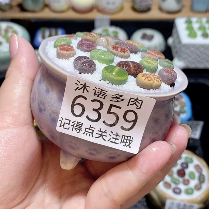 带盆土发货 精美盆栽 6359