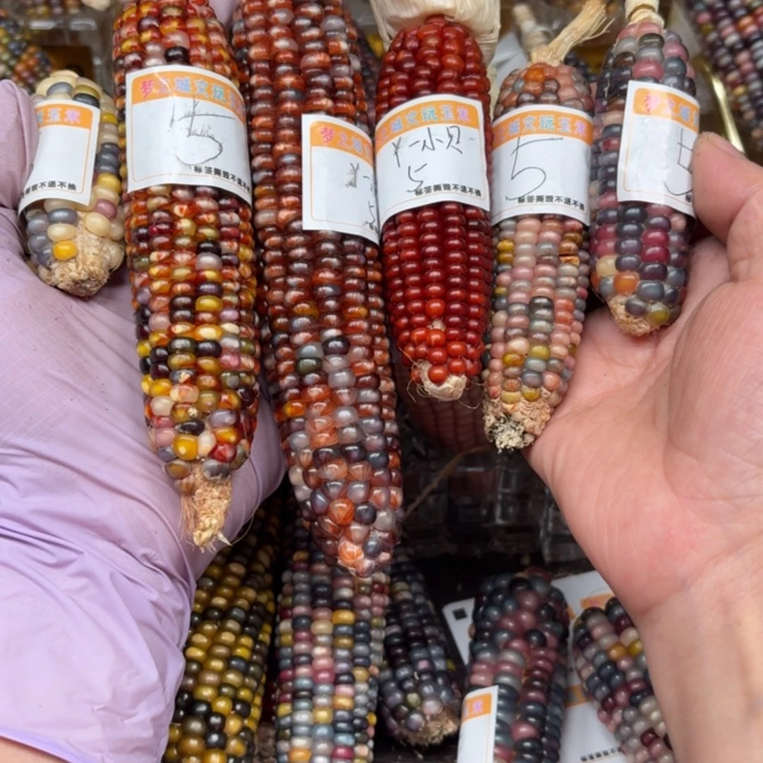 柏香籽/百香籽吊坠Y***贝