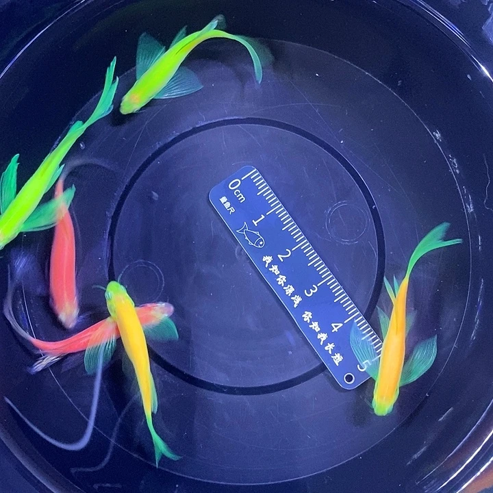 斑马鱼蝶翼斑马3.5-4厘米 条