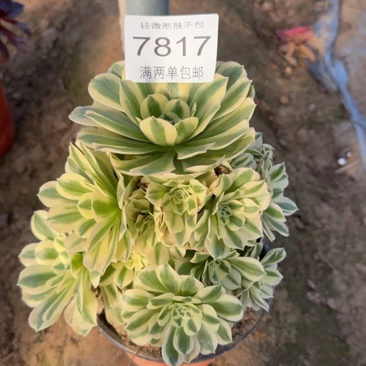 7817迈巴赫多肉植物