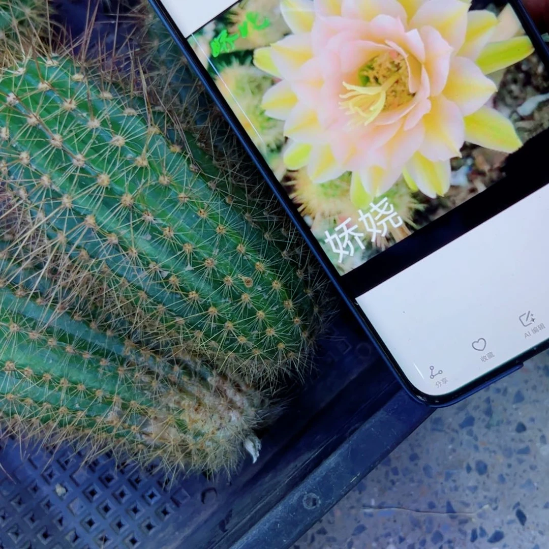 下46毛娇娆歪无根侧芽10公分左右20包邮