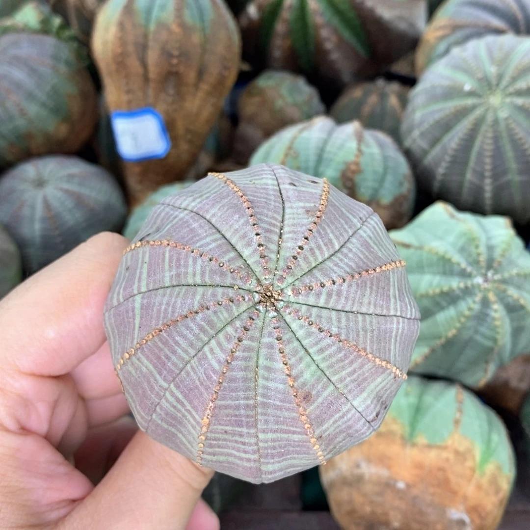 欧系实生布纹球多肉植物