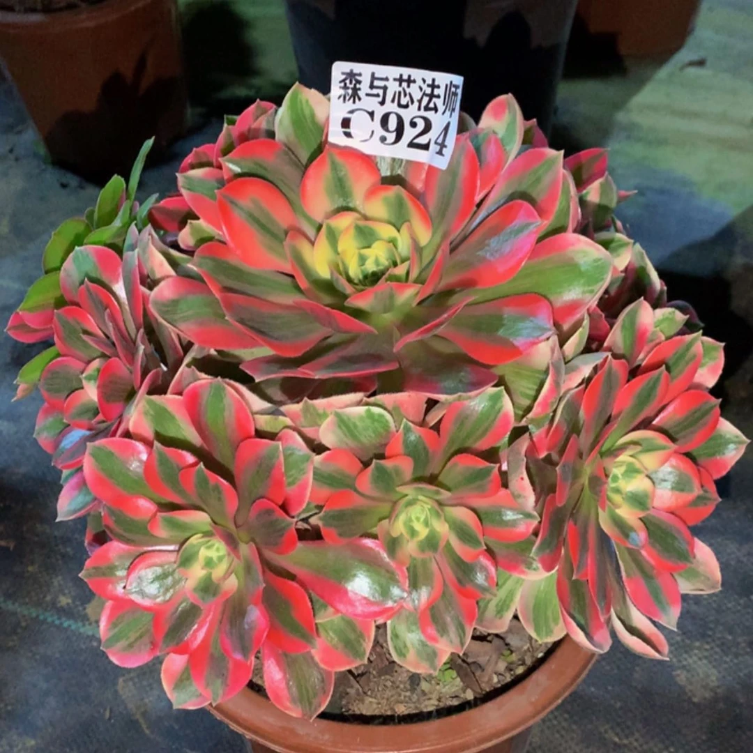 【闪购商品】924粉女妖