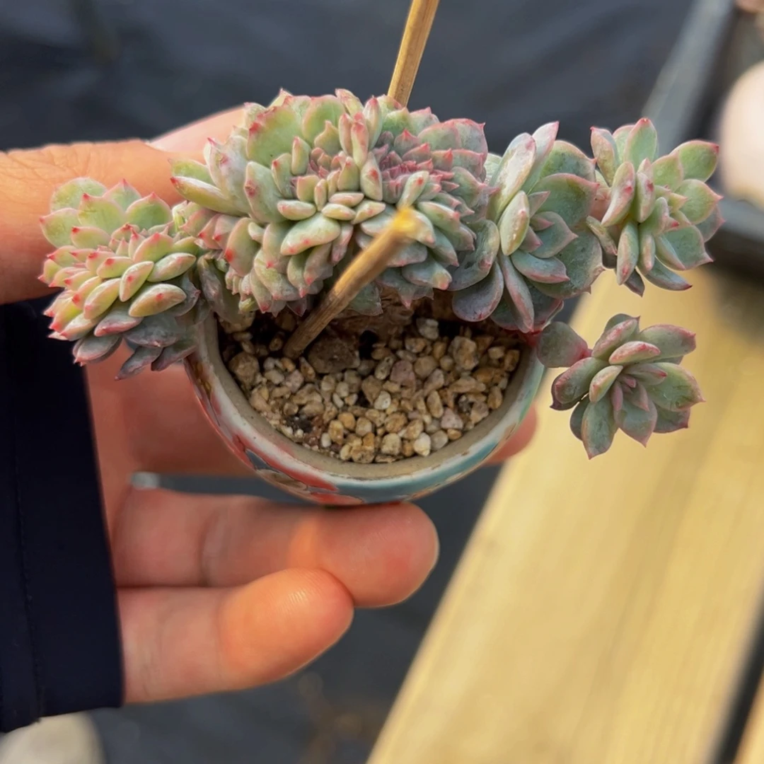 新年快乐 新年快乐