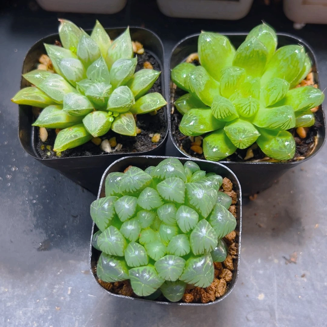 爱心寿+苏州玉露+糯肌玉露