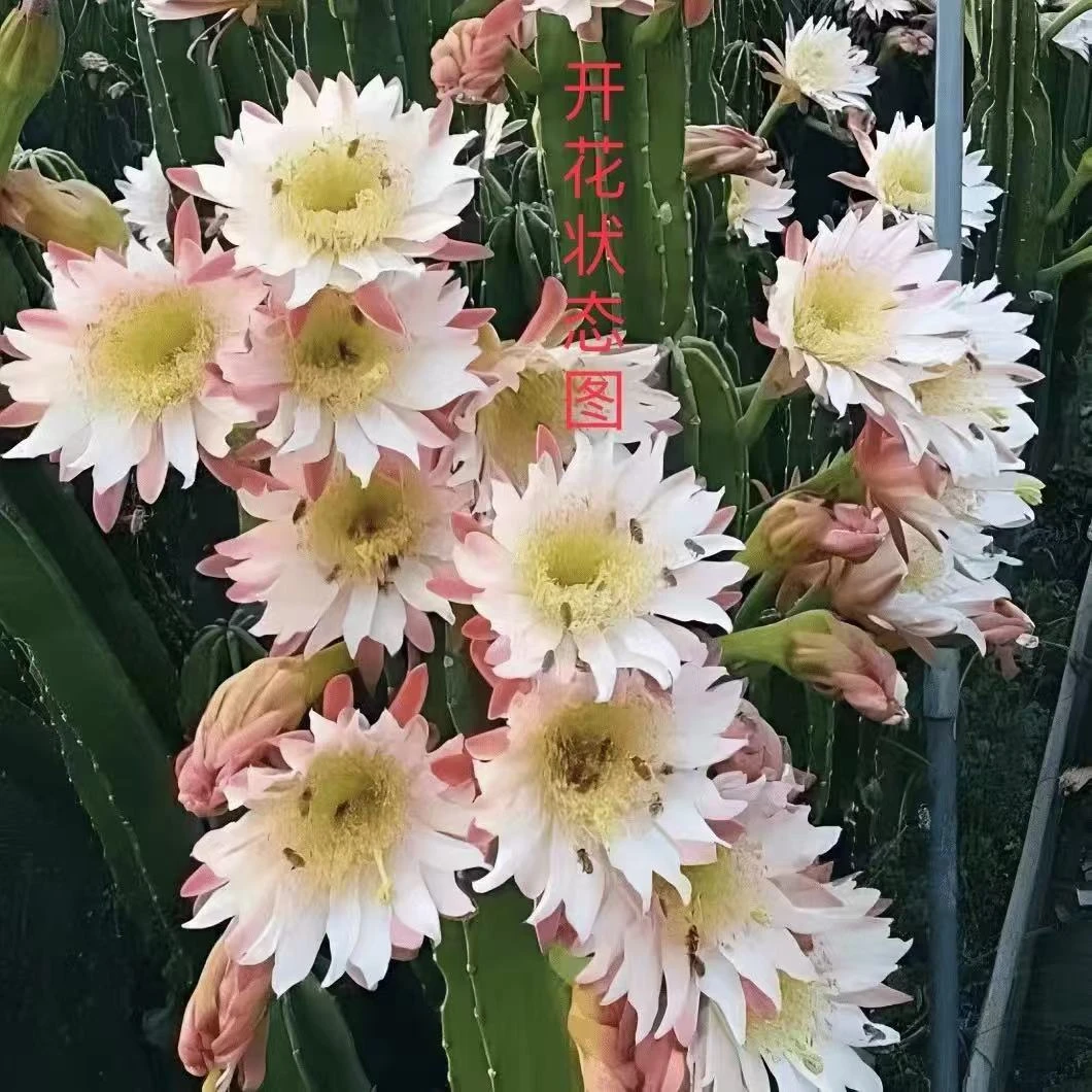 无根量天尺20厘米 仙人球夏型种绿植盆栽桌面阳台