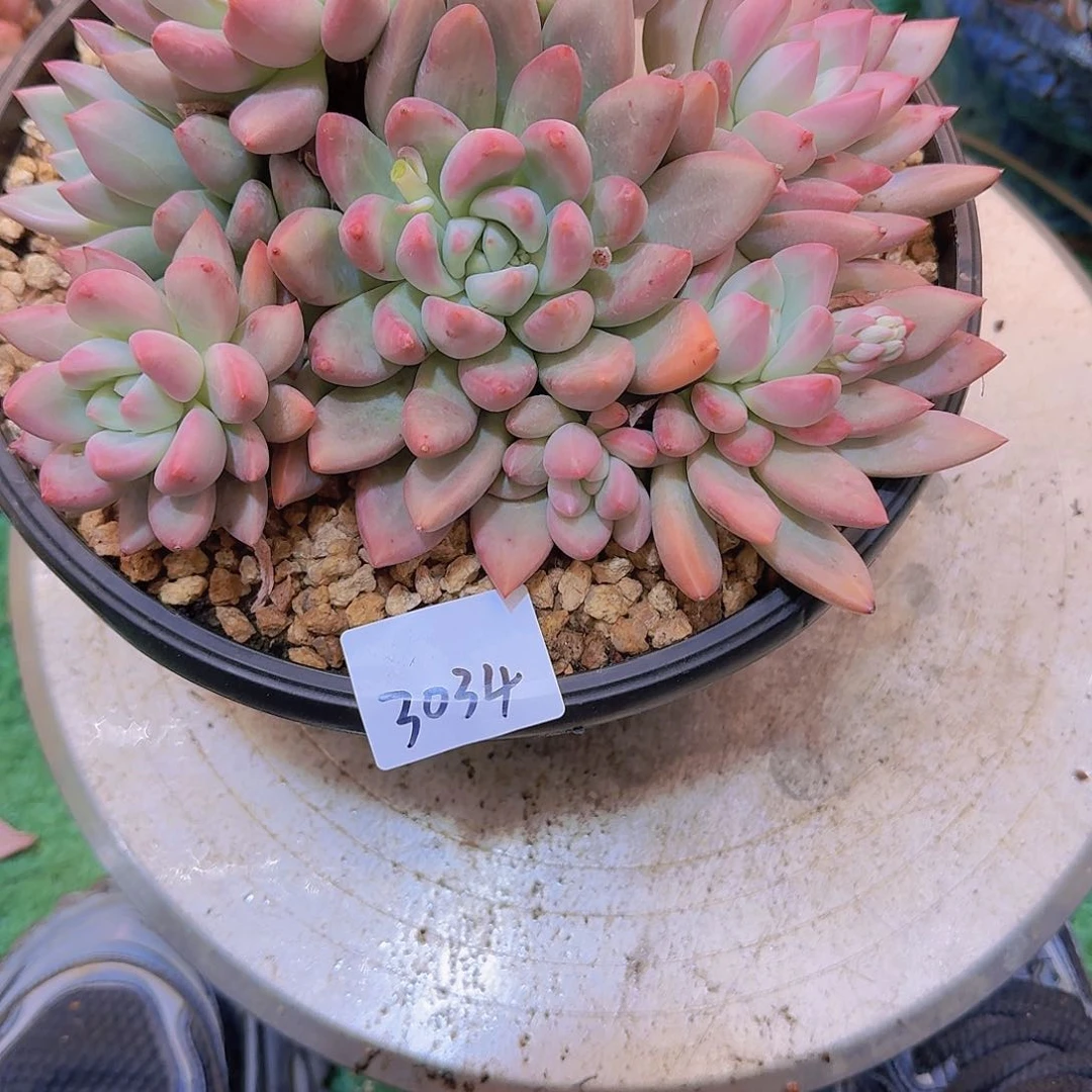 Ꮺ****¾3034仙贝多肉植物