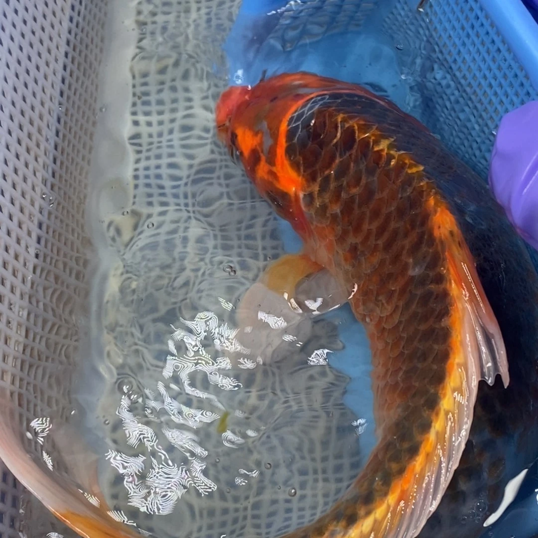 锦鲤冷水锦鲤包邮