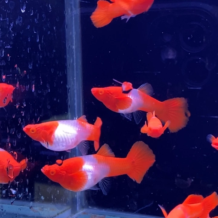 孔雀鱼红分水10条包邮