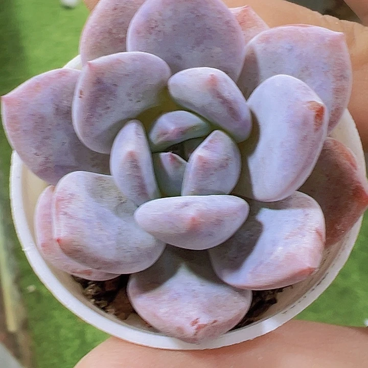 雪茶19包邮多肉植物