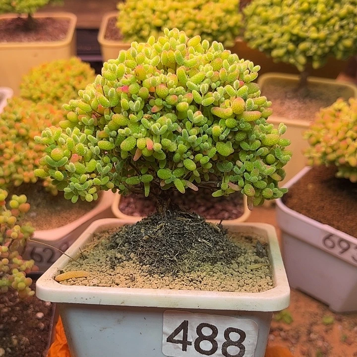 无花朵488蜜桔糖球