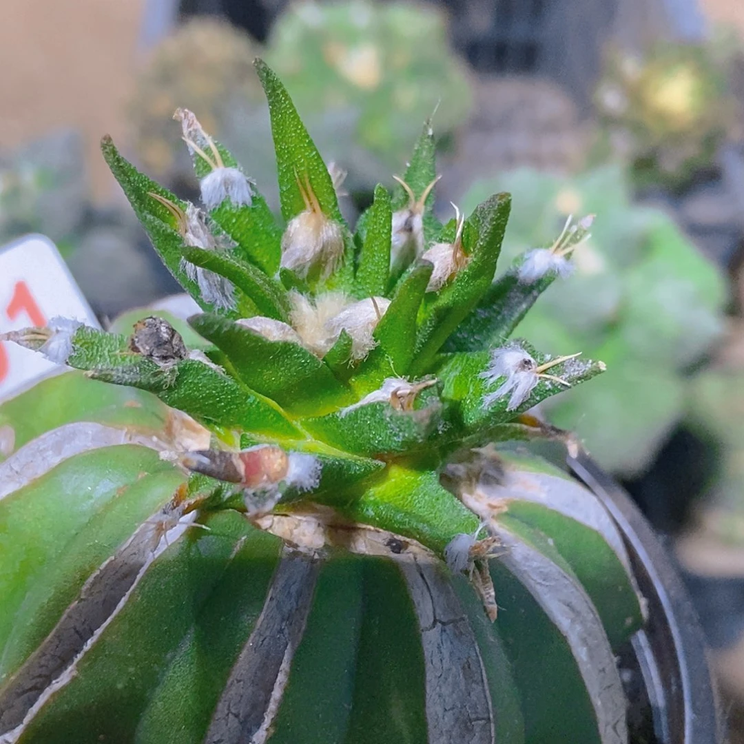 无花朵福利龙舌兰牡丹191