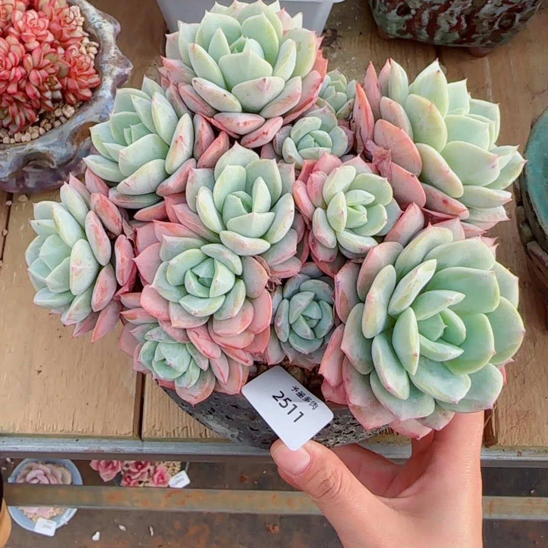 恋曲，2511多肉植物
