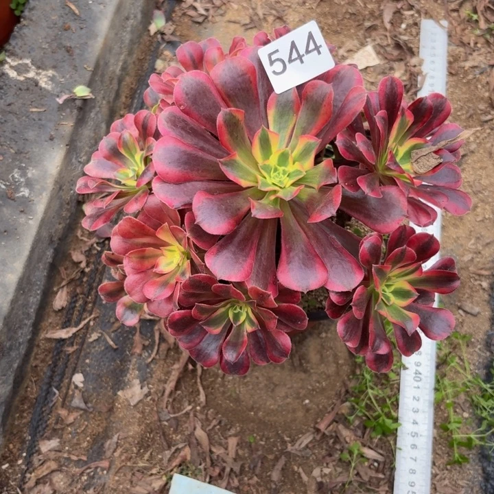 美杜莎多肉植物不包损544