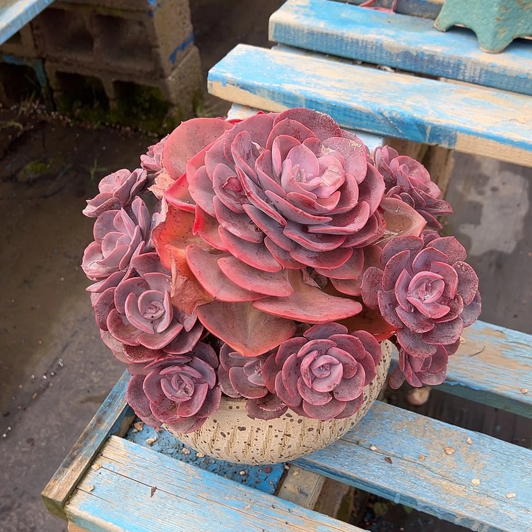 尘埃玫瑰裸货发货。