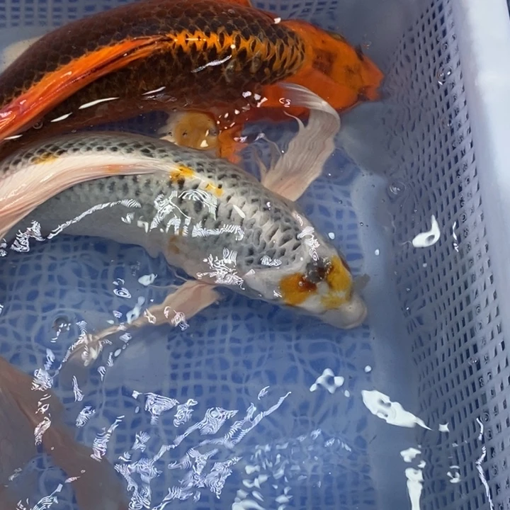 锦鲤锦鲤（无开箱视频不售后）