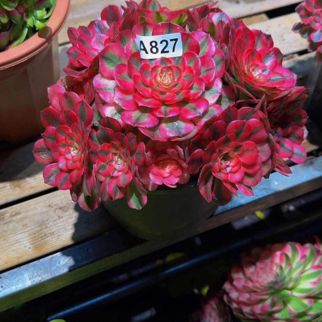 风****827多肉植物法师号