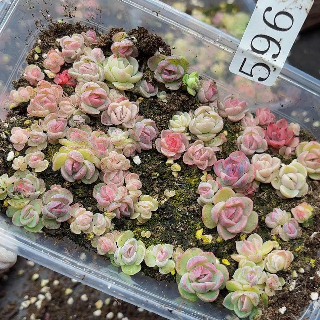 多肉植物多肉植物596