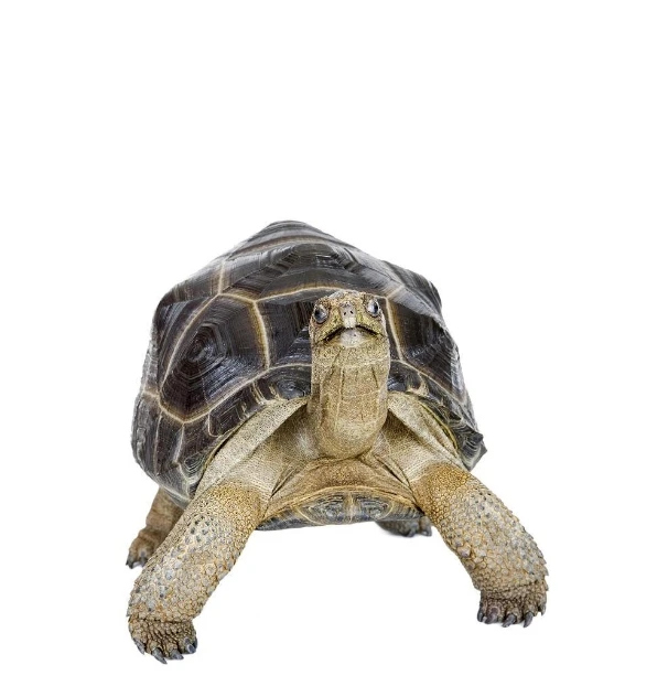 宠物活体通用 线上成交【定金链接】以直播间讲解品种为准