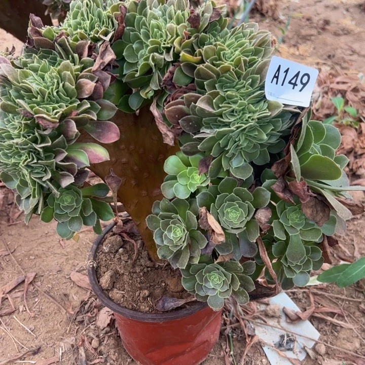 玫瑰缀多肉植物149.